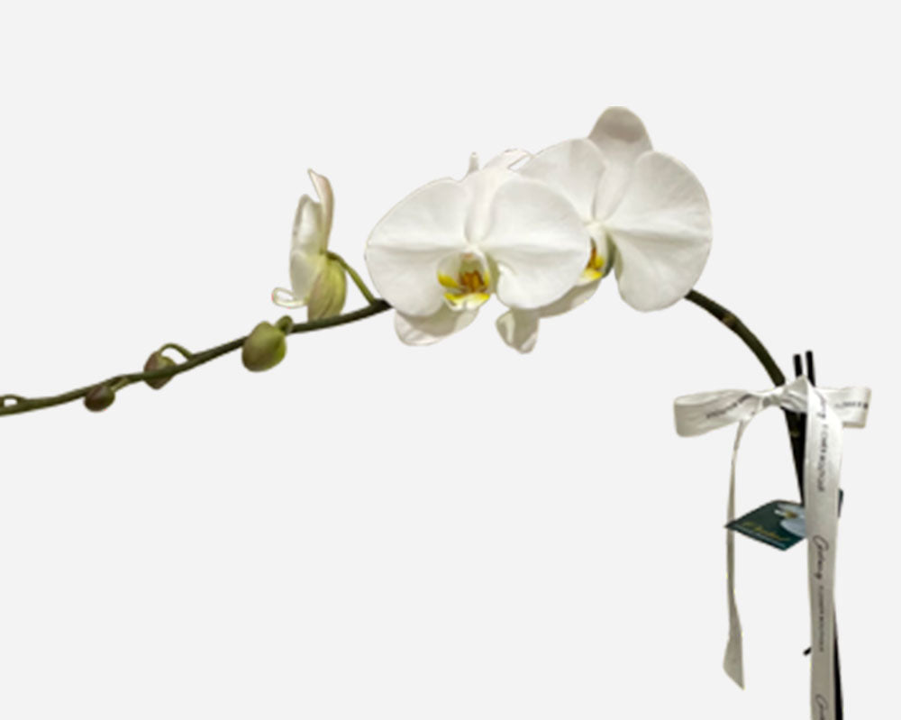 Phalaenopsis Orchid Plant