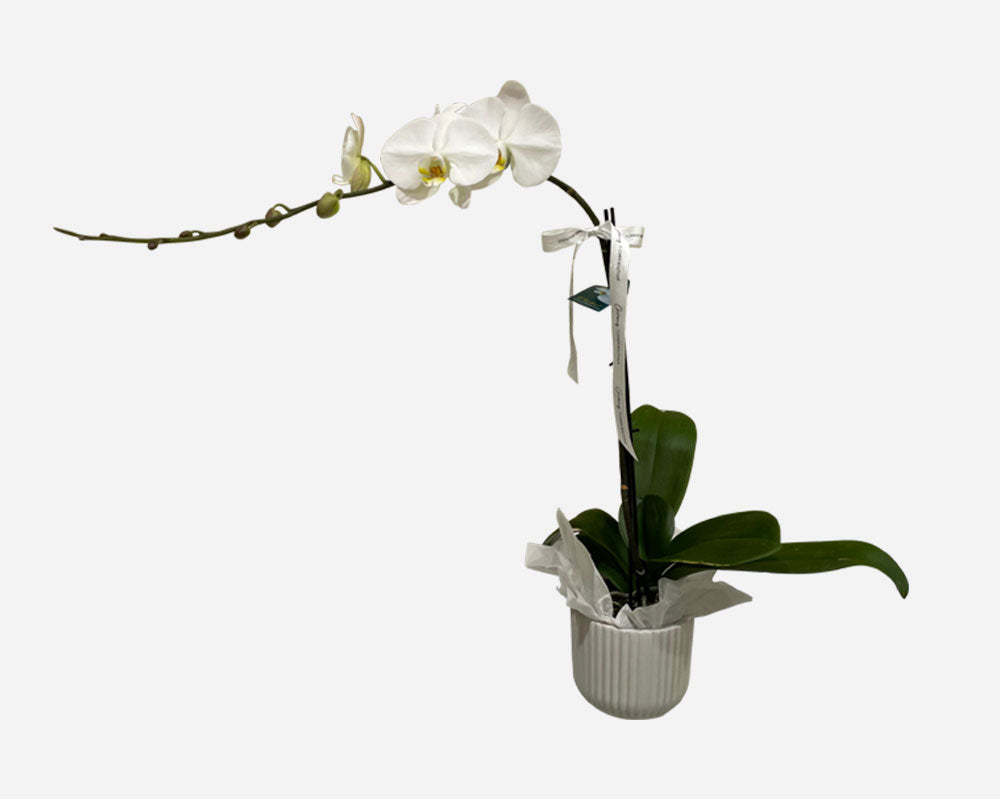 Phalaenopsis Orchid Plant